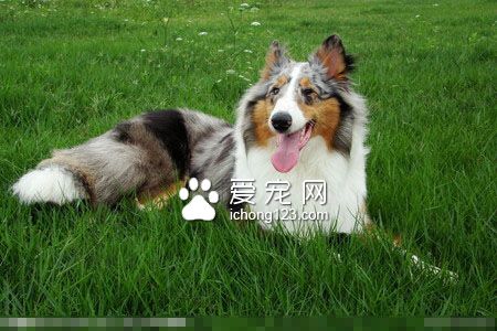 苏牧吃什么狗粮好 苏牧幼犬不要喂牛奶