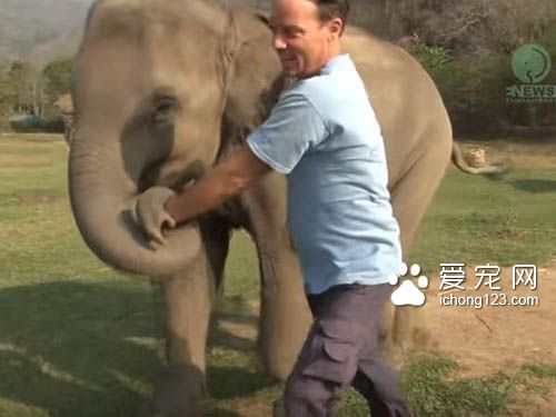 温柔的大象对着人撒娇牵手黏踢踢