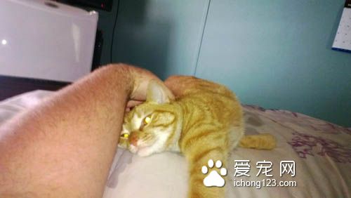 猫咪喜怒无常被摸摸的六阶段心情转折