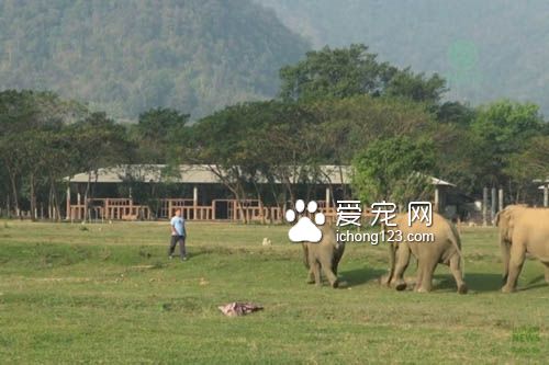 温柔的大象对着人撒娇牵手黏踢踢