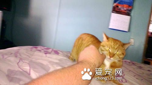 猫咪喜怒无常被摸摸的六阶段心情转折
