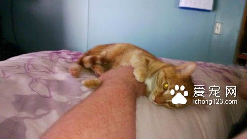 猫咪喜怒无常被摸摸的六阶段心情转折