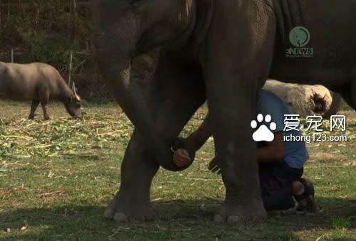 温柔的大象对着人撒娇牵手黏踢踢