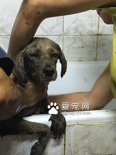 残忍的主人把狗狗丢尽沥青湖 幸得好心人及时救援