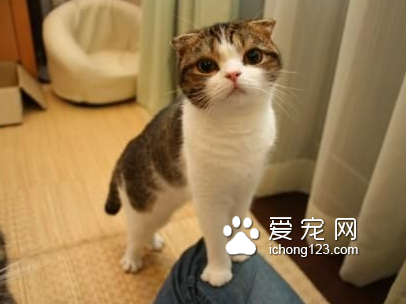 哪里卖宠物猫 选宠物猫不能盲目的挑选