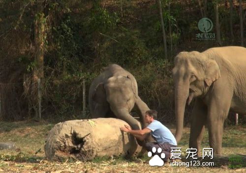 温柔的大象对着人撒娇牵手黏踢踢