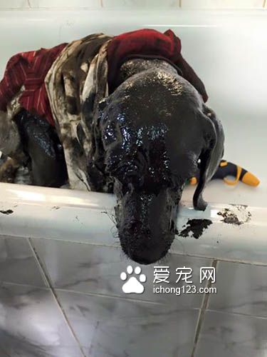 残忍的主人把狗狗丢尽沥青湖 幸得好心人及时救援