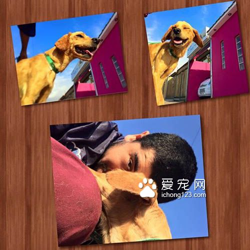 残忍的主人把狗狗丢尽沥青湖 幸得好心人及时救援