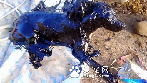 残忍的主人把狗狗丢尽沥青湖 幸得好心人及时救援