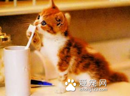 猫猫尿血怎么办 最好到医院进行治疗