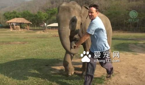 温柔的大象对着人撒娇牵手黏踢踢