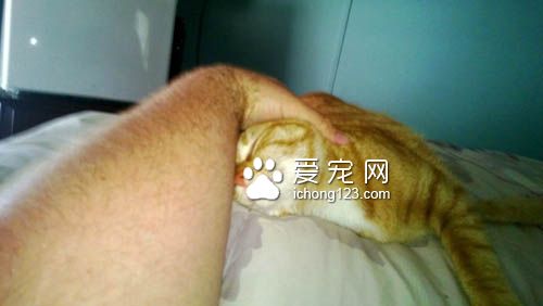 猫咪喜怒无常被摸摸的六阶段心情转折
