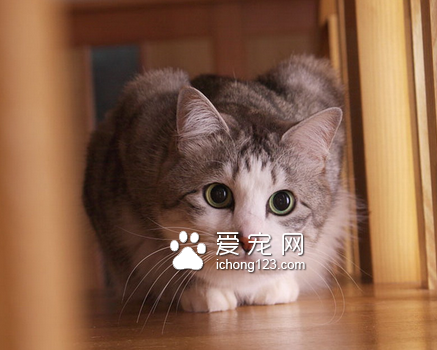 哪种宠物猫最便宜 国产的宠物猫价格较便宜