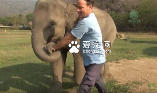 温柔的大象对着人撒娇牵手黏踢踢