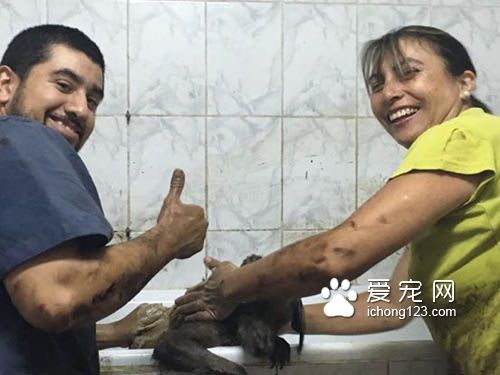 残忍的主人把狗狗丢尽沥青湖 幸得好心人及时救援