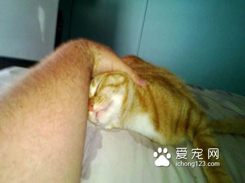 猫咪喜怒无常被摸摸的六阶段心情转折
