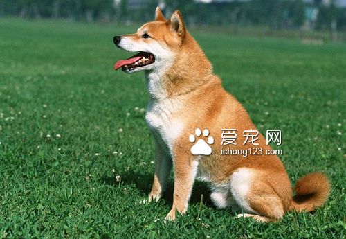 大型犬吃什么狗粮好 注意钙质的补充