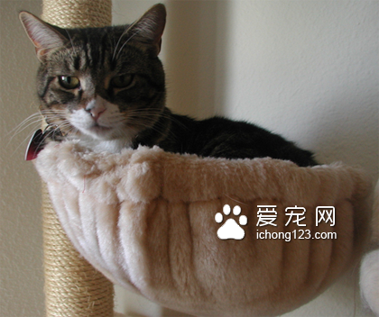 去哪买宠物猫 一般专业宠物店里都有