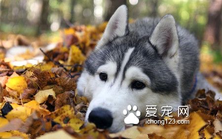 哈士奇狗粮哪个牌子好 据狗实际的需求来选择