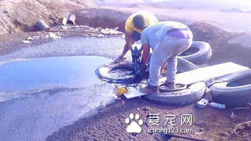 残忍的主人把狗狗丢尽沥青湖 幸得好心人及时救援