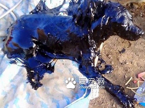 残忍的主人把狗狗丢尽沥青湖 幸得好心人及时救援
