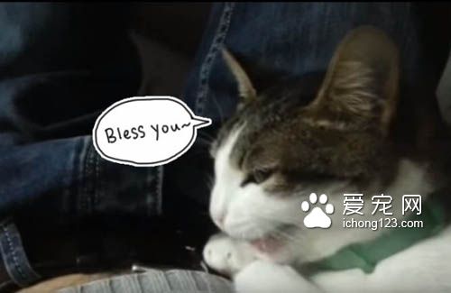 听到主人打喷嚏，咳嗽 喵星人竟然都会喵叫回应