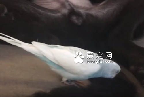 鸟儿吵醒了睡梦中的狗狗被直接打飞 十分有趣