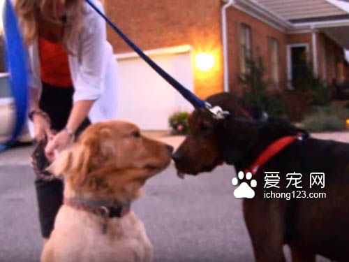 主人离世被遗弃的狗狗找到新家后不断的撒娇卖萌