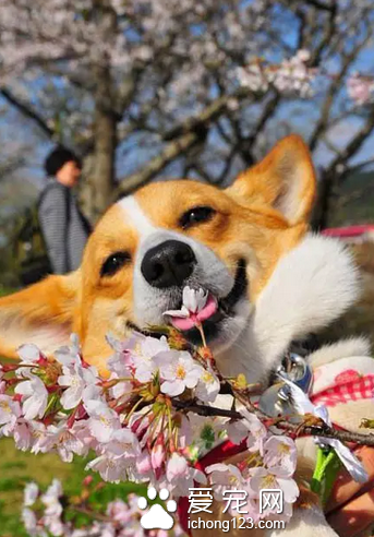 一脸开心的柯基