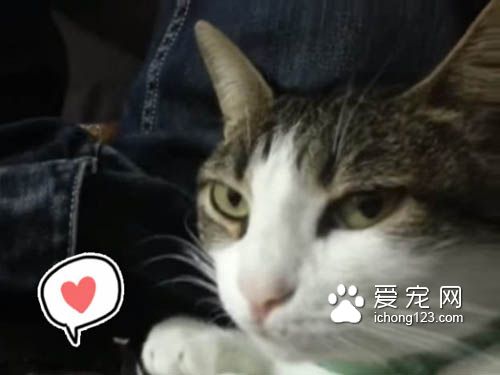 听到主人打喷嚏，咳嗽 喵星人竟然都会喵叫回应