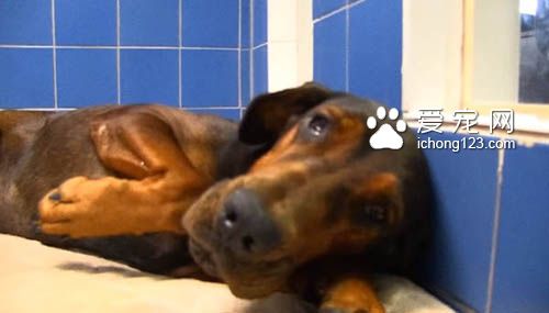 主人离世被遗弃的狗狗找到新家后不断的撒娇卖萌