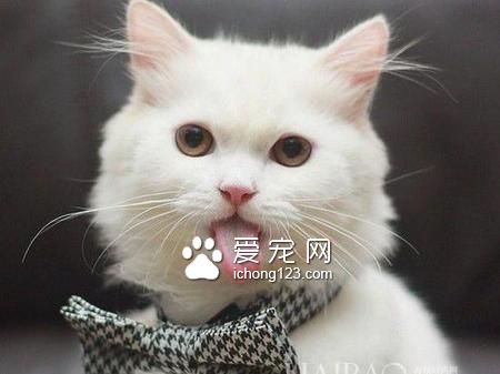 怎样养猫咪 猫咪的性格比较坚强独立