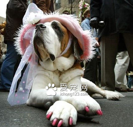 这年头连汪都打扮得这么洋气