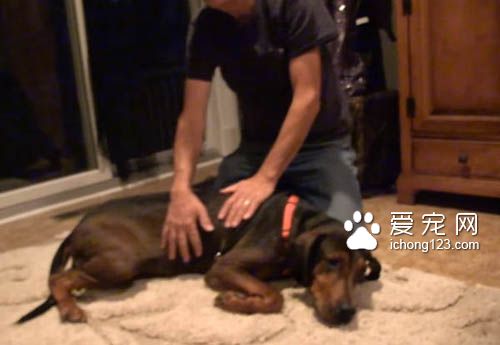 主人离世被遗弃的狗狗找到新家后不断的撒娇卖萌