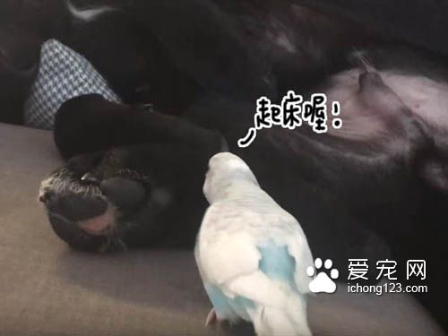 鸟儿吵醒了睡梦中的狗狗被直接打飞 十分有趣