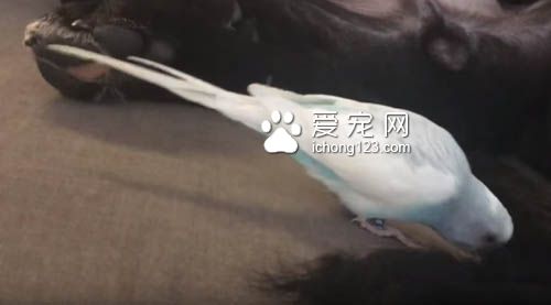 鸟儿吵醒了睡梦中的狗狗被直接打飞 十分有趣