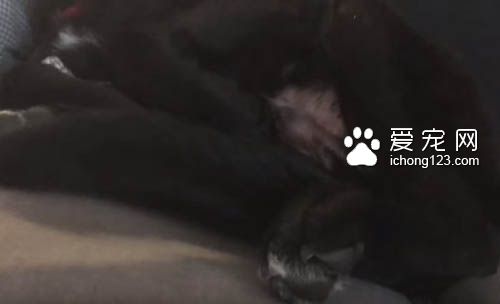 鸟儿吵醒了睡梦中的狗狗被直接打飞 十分有趣