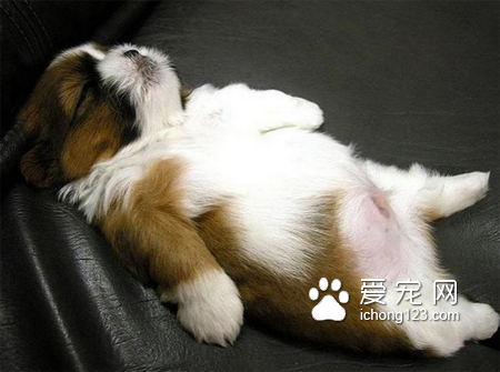 汪，这样睡容易着凉哦