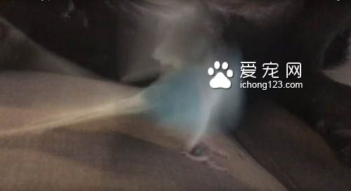 鸟儿吵醒了睡梦中的狗狗被直接打飞 十分有趣