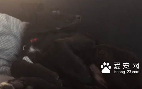 鸟儿吵醒了睡梦中的狗狗被直接打飞 十分有趣