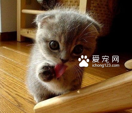 没事舔舔卖个萌