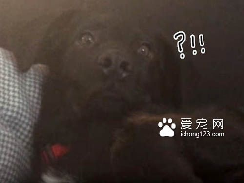 鸟儿吵醒了睡梦中的狗狗被直接打飞 十分有趣