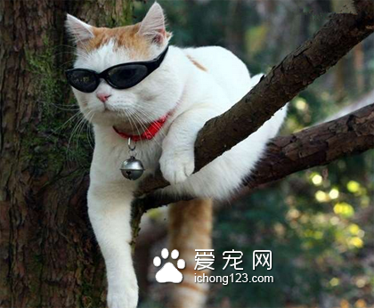 (｡･∀･)ﾉﾞ嗨，猫兄你好
