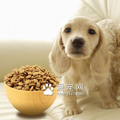 小型犬吃什么狗粮好 关注小型犬肥胖问题