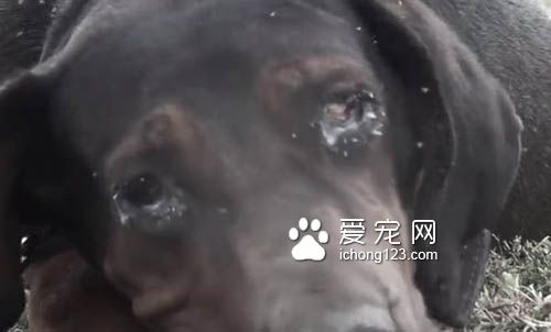 主人离世被遗弃的狗狗找到新家后不断的撒娇卖萌