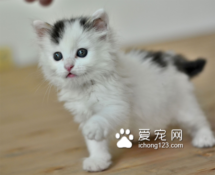 猫咪一般多少钱 猫咪健康选择好