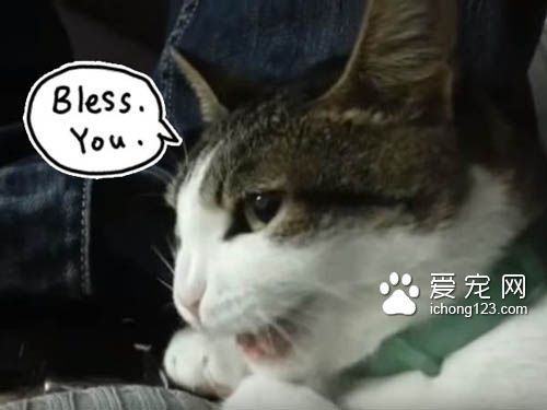 听到主人打喷嚏，咳嗽 喵星人竟然都会喵叫回应
