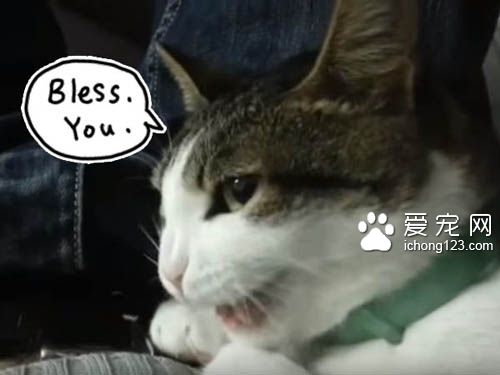 听到主人打喷嚏，咳嗽 喵星人竟然都会喵叫回应