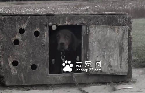 主人离世被遗弃的狗狗找到新家后不断的撒娇卖萌