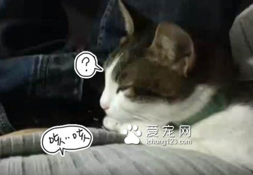 听到主人打喷嚏，咳嗽 喵星人竟然都会喵叫回应